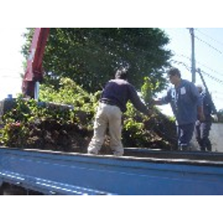 サツキツツジの搬入です。の画像1