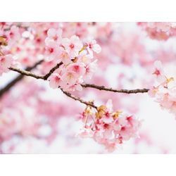 春の思い出を写真に🌸ファミリー・カップル撮影はじめましたの画像1