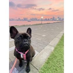 愛犬も一緒に作り上げる結婚式の画像3