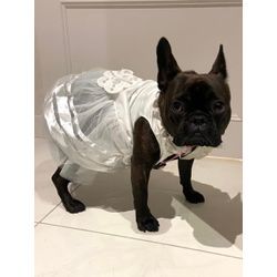 愛犬も一緒に作り上げる結婚式の画像1