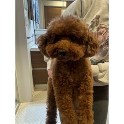 モカちゃんです！の画像1