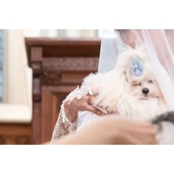 リングドッグ　最高のウェディングの画像3