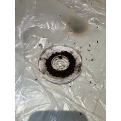 大阪府にてコウモリ駆除防除対策を行いました。の画像2