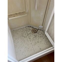 大阪府にてコウモリ駆除防除対策を行いました。の画像1