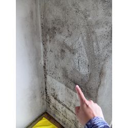 壁紙のカビ除去クリーニングの画像2