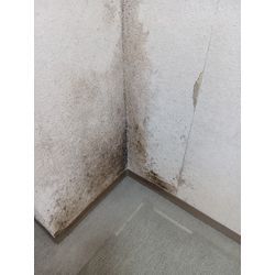 壁紙のカビ除去クリーニングの画像1