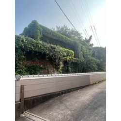 空き家蔦撤去の画像1