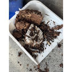 ◤🐝8月後半！蜂駆除/仙台市/巣の中のハチが増えてます◢の画像2