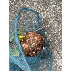 ◤🐝8月後半！蜂駆除/仙台市/巣の中のハチが増えてます◢の画像1