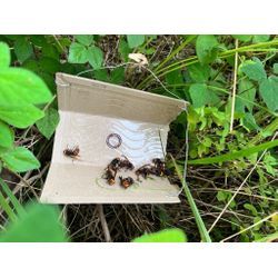 ◤🐝8月後半！蜂駆除/仙台市/巣の中のハチが増えてます◢の画像3