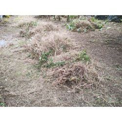 前橋市で空き家の草刈作業中　〜群馬高崎の植木屋ゆうさんShortBlog〜の画像2