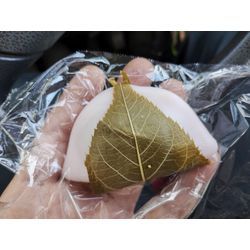 前橋市で空き家の草刈作業中　〜群馬高崎の植木屋ゆうさんShortBlog〜の画像3