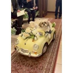 リモコンカーに乗ってのリングドッグの画像1