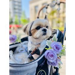 リモコンカーに乗ってのリングドッグの画像2