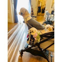 リモコンカーに乗ってのリングドッグの画像3