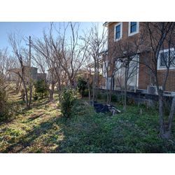 樹木伐採、抜根の画像1