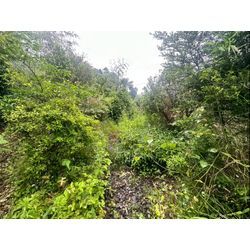 除草作業をさせて頂きました！の画像1