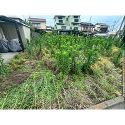 除草作業をさせて頂きました！の画像1