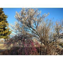 藤岡市で生垣剪定　群馬高崎の植木屋ゆうさんSortBlogの画像2