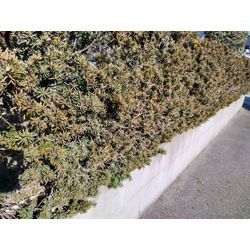 藤岡市で生垣剪定　群馬高崎の植木屋ゆうさんSortBlogの画像1