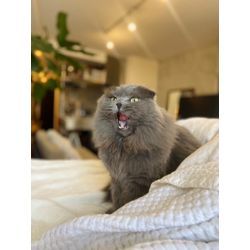 ある日のお世話　ネコちゃんの画像3