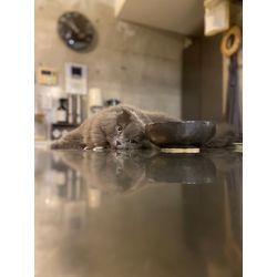 ある日のお世話　ネコちゃんの画像1