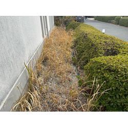 神戸市のお客様より草むしりのご依頼です！の画像1