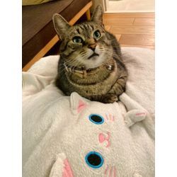 膝の上で寝てくれた可愛い猫ちゃんの画像3