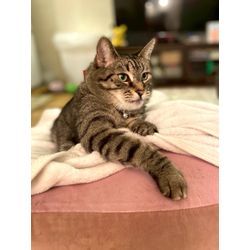 膝の上で寝てくれた可愛い猫ちゃんの画像1