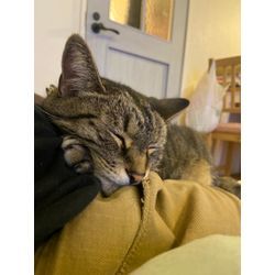 膝の上で寝てくれた可愛い猫ちゃんの画像2