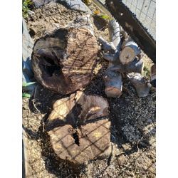 今日も秋晴れ！藤岡市で庭木伐採＆剪定⇒前橋市で草刈作業1日目　〜群馬高崎の植木屋ゆうさんShortBlog〜の画像1