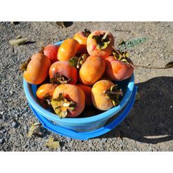 今日も秋晴れ！藤岡市で庭木伐採＆剪定⇒前橋市で草刈作業1日目　〜群馬高崎の植木屋ゆうさんShortBlog〜の画像3