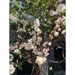 嬉しい感想届きました。の画像2