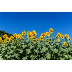🌻ひまわり撮影🌻 友人家族でのまとめ撮影も承りますの画像1