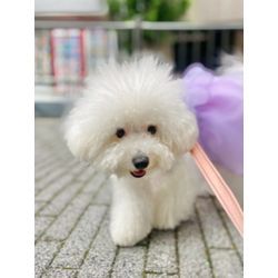 リングドッグ　ピジョンフリーゼちゃんの画像3