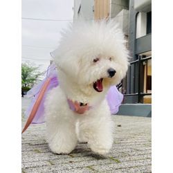 リングドッグ　ピジョンフリーゼちゃんの画像2