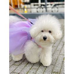 リングドッグ　ピジョンフリーゼちゃんの画像1