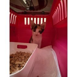 保護猫　みーちゃん（仮）の画像1