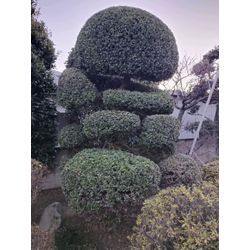 冬の寒さも増しました！〜群馬高崎の植木屋ゆうさんShortBlog〜の画像2