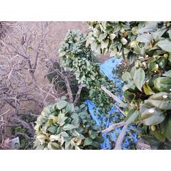 冬の寒さも増しました！〜群馬高崎の植木屋ゆうさんShortBlog〜の画像3