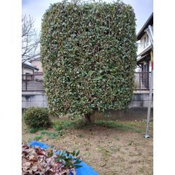 年末のお庭のお手入れモードに入ってます！〜群馬高崎の植木屋ゆうさんShortBlog〜の画像2