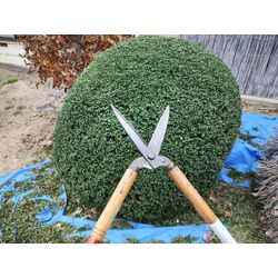 年末のお庭のお手入れモードに入ってます！〜群馬高崎の植木屋ゆうさんShortBlog〜の画像1