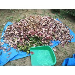 年末のお庭のお手入れモードに入ってます！〜群馬高崎の植木屋ゆうさんShortBlog〜の画像3