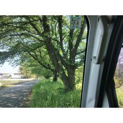 高崎市で草刈作業！【矢車草の拡大にご注意！】〜群馬高崎の植木屋ゆうさんSortBlog〜の画像3