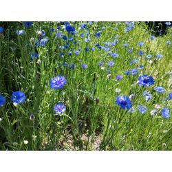 高崎市で草刈作業！【矢車草の拡大にご注意！】〜群馬高崎の植木屋ゆうさんSortBlog〜の画像1