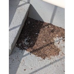 船橋市　コウモリ駆除事例の画像3