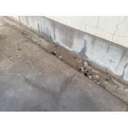 鳥害対策の画像1