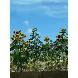 【8月スタート！】の画像3