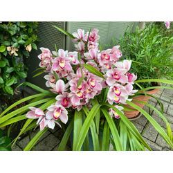 洗剤のお話し その①　ブラックマジックリン出たよ。の画像2