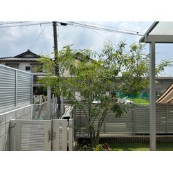剪定ご依頼頂きました　シマトネリコの画像2